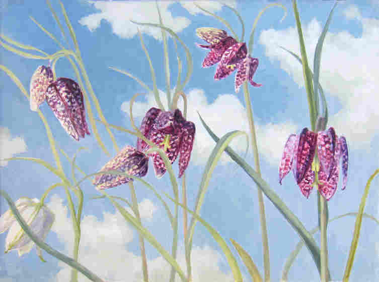 Schachblume